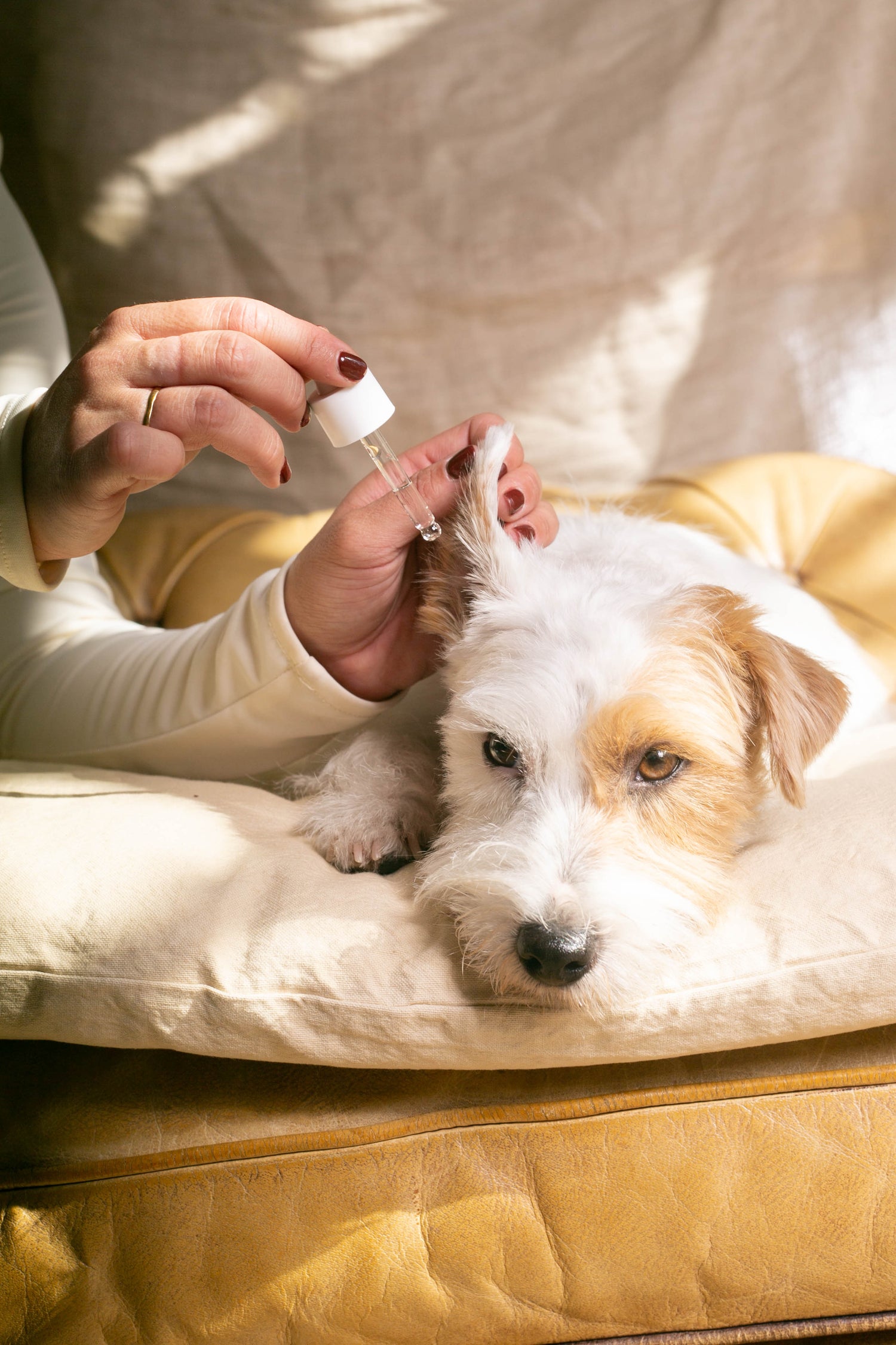 Furmey tips: How to clean your dog's ears at home