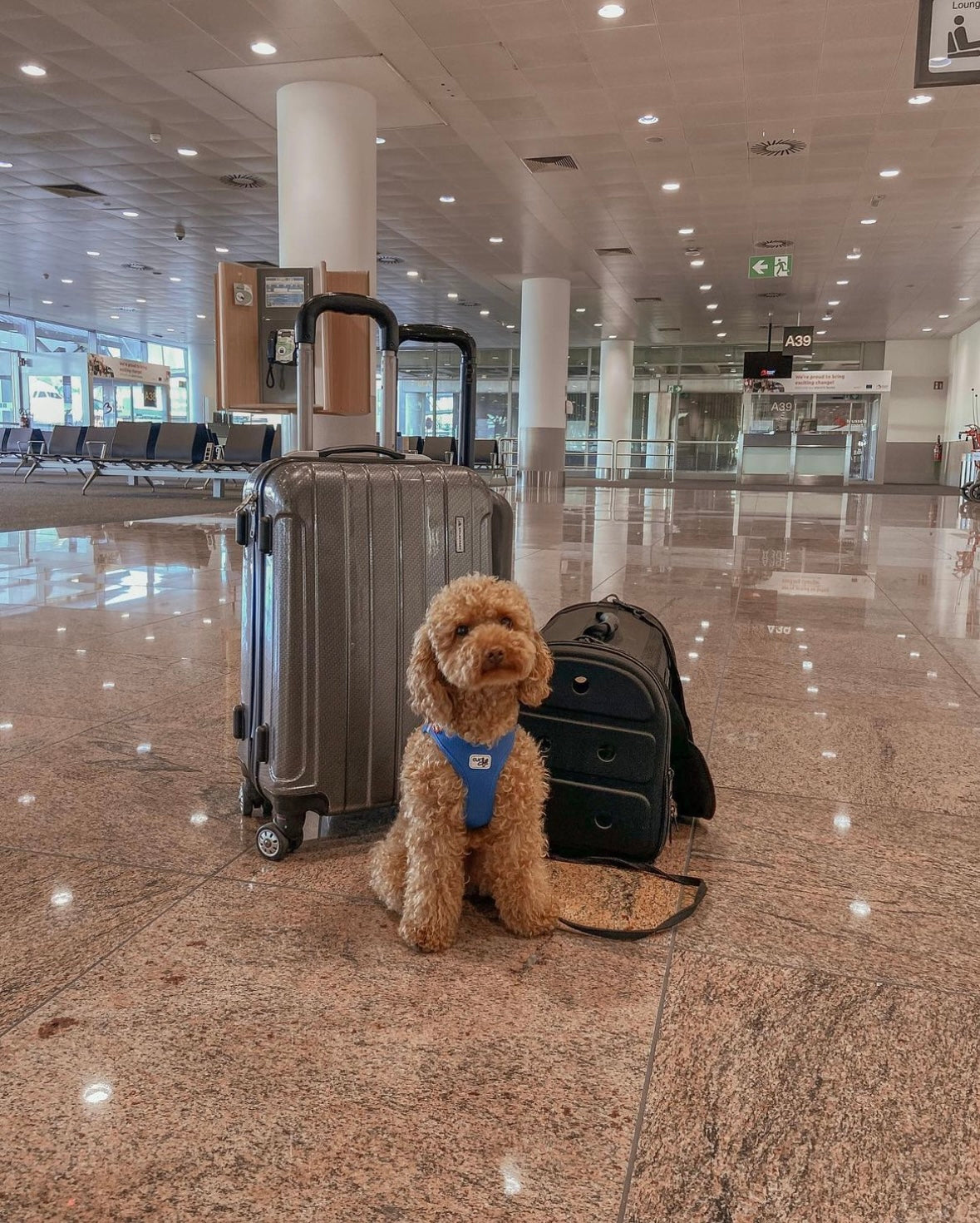 Furmey tips: How to fly with your dog in-cabin