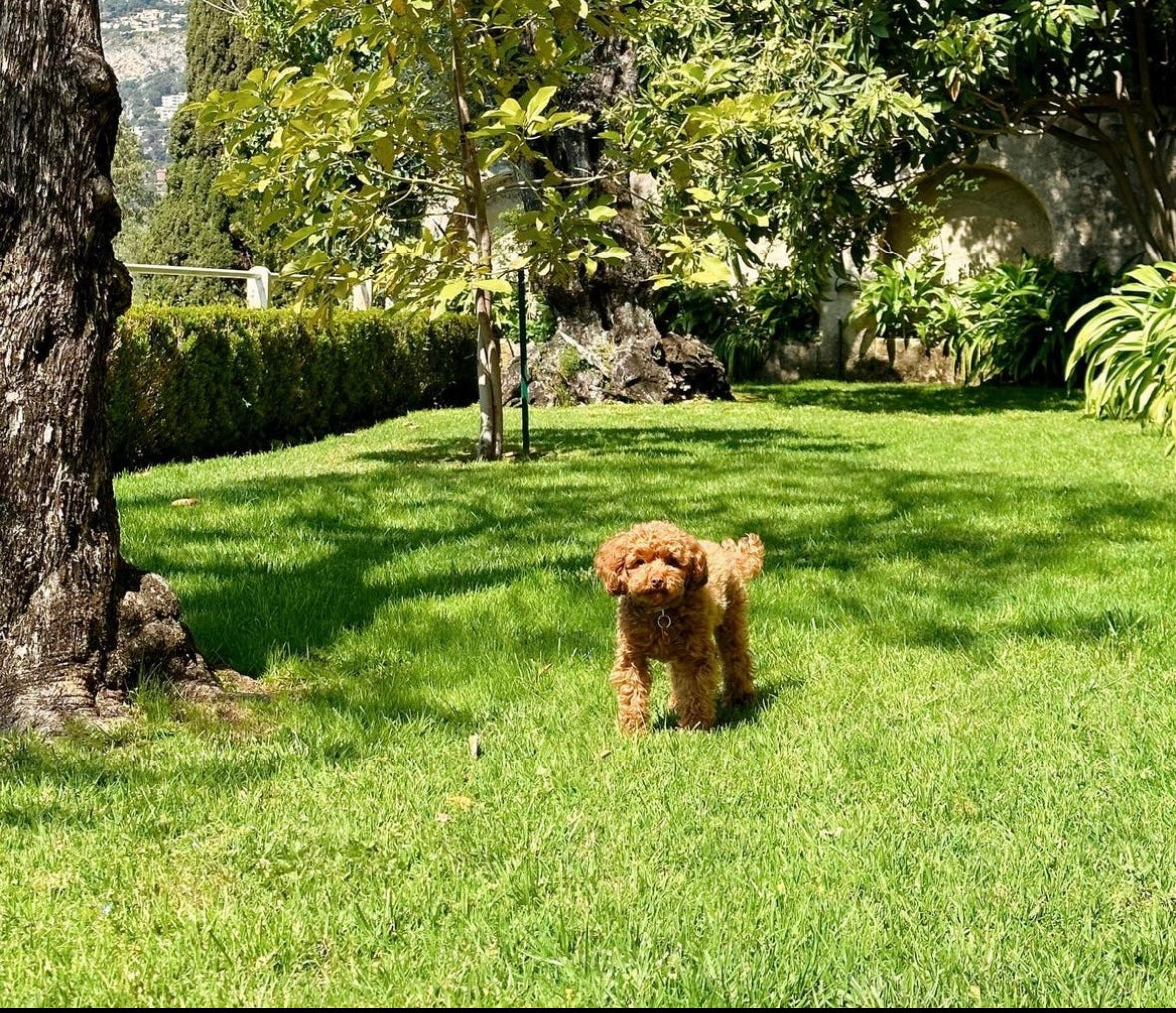 Furmey tips: Teken seizoen - Hoe voorkom ik teken en verwijder ik teken bij mijn hond?