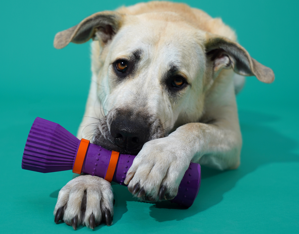 Furmey tips: Hoe geef ik mijn hond thuis een mani-pedi?