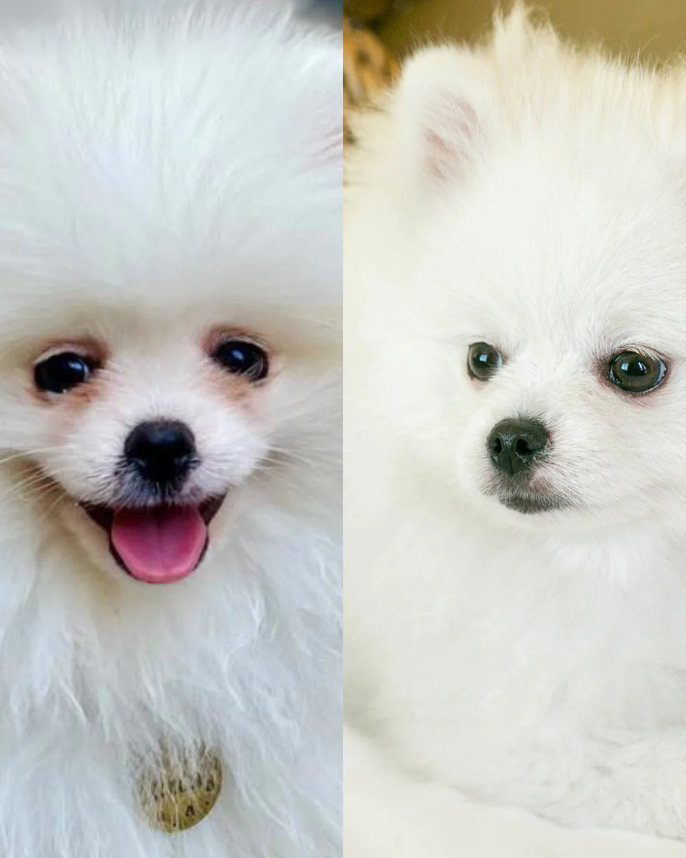 Furmey tips: Masco beauty Power eyes - Clean your dog's eyes at home