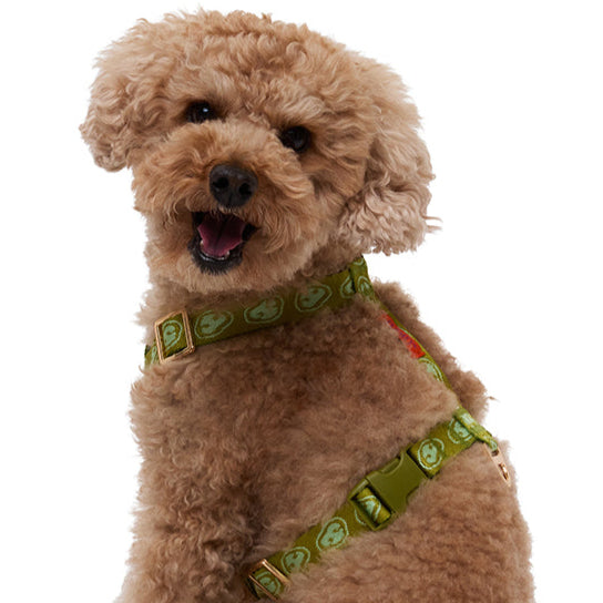 Matcha Green Y-Harness dogs