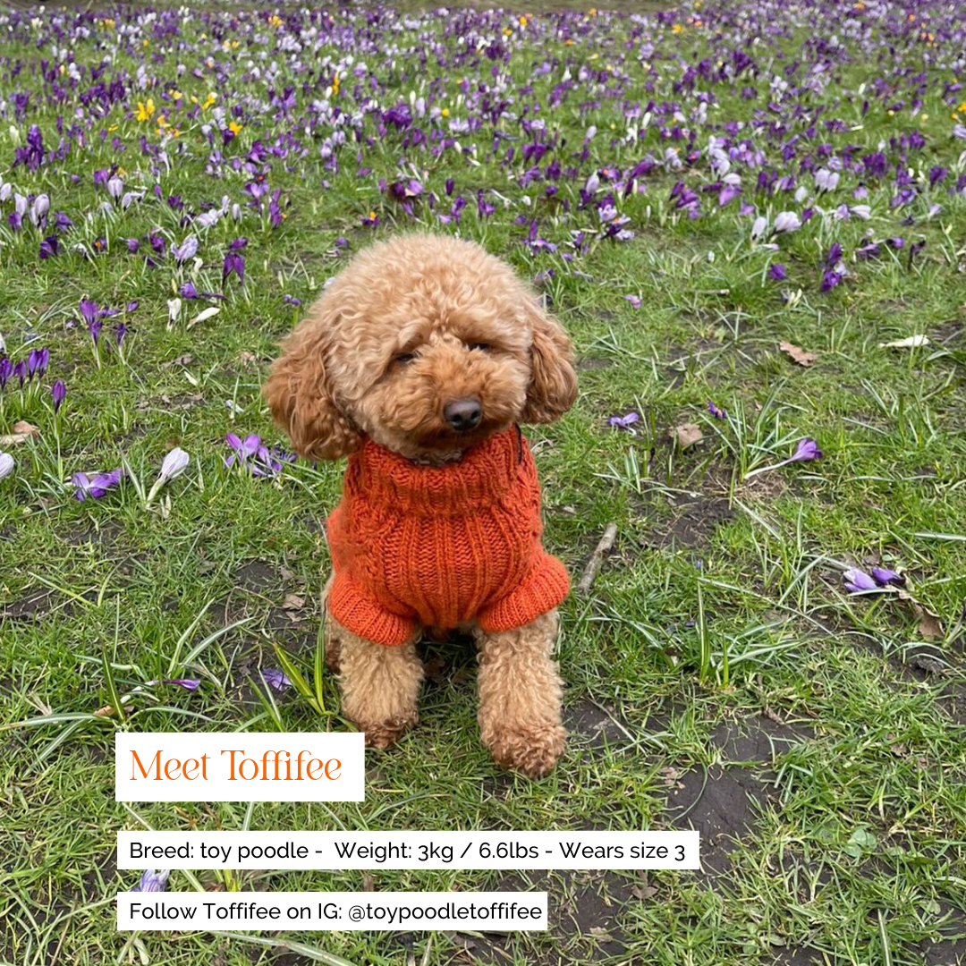 Bold Furmey Orange