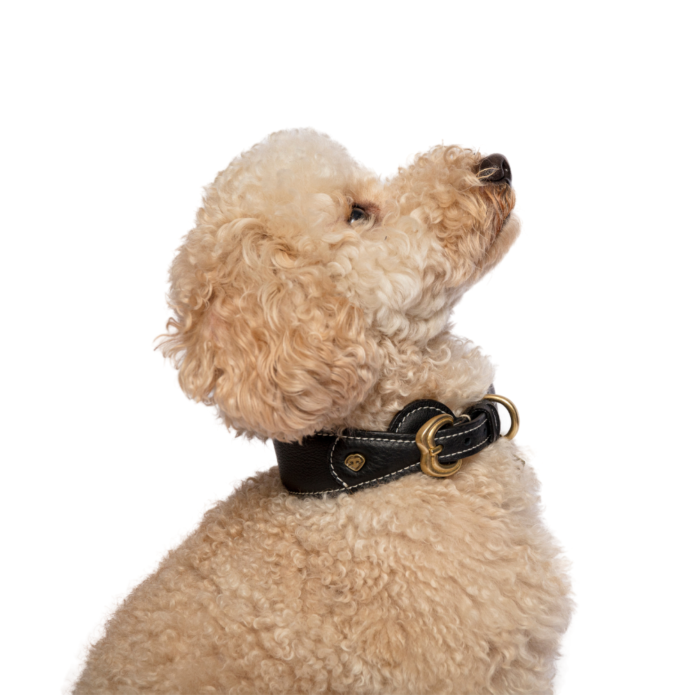 Hero Hundehalsband Schwarz