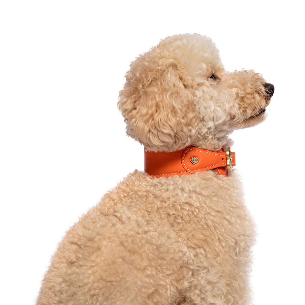 Hero Hundehalsband