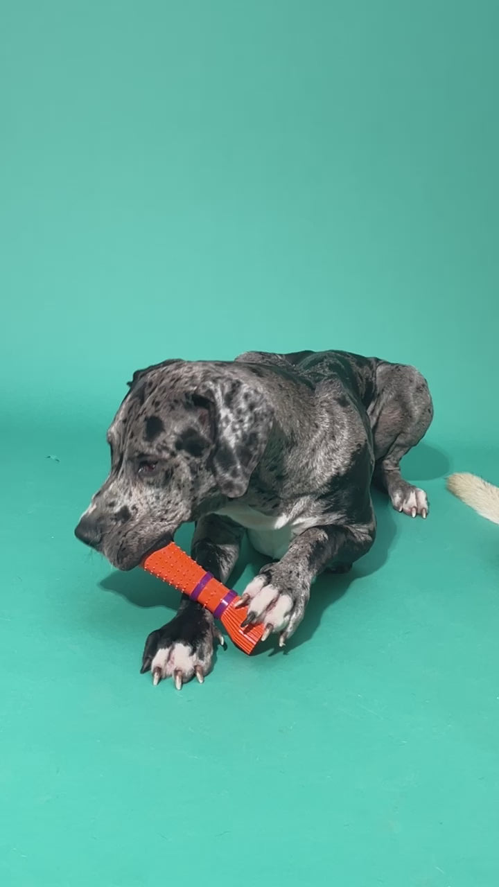 Zoomies | dog toy | Orange