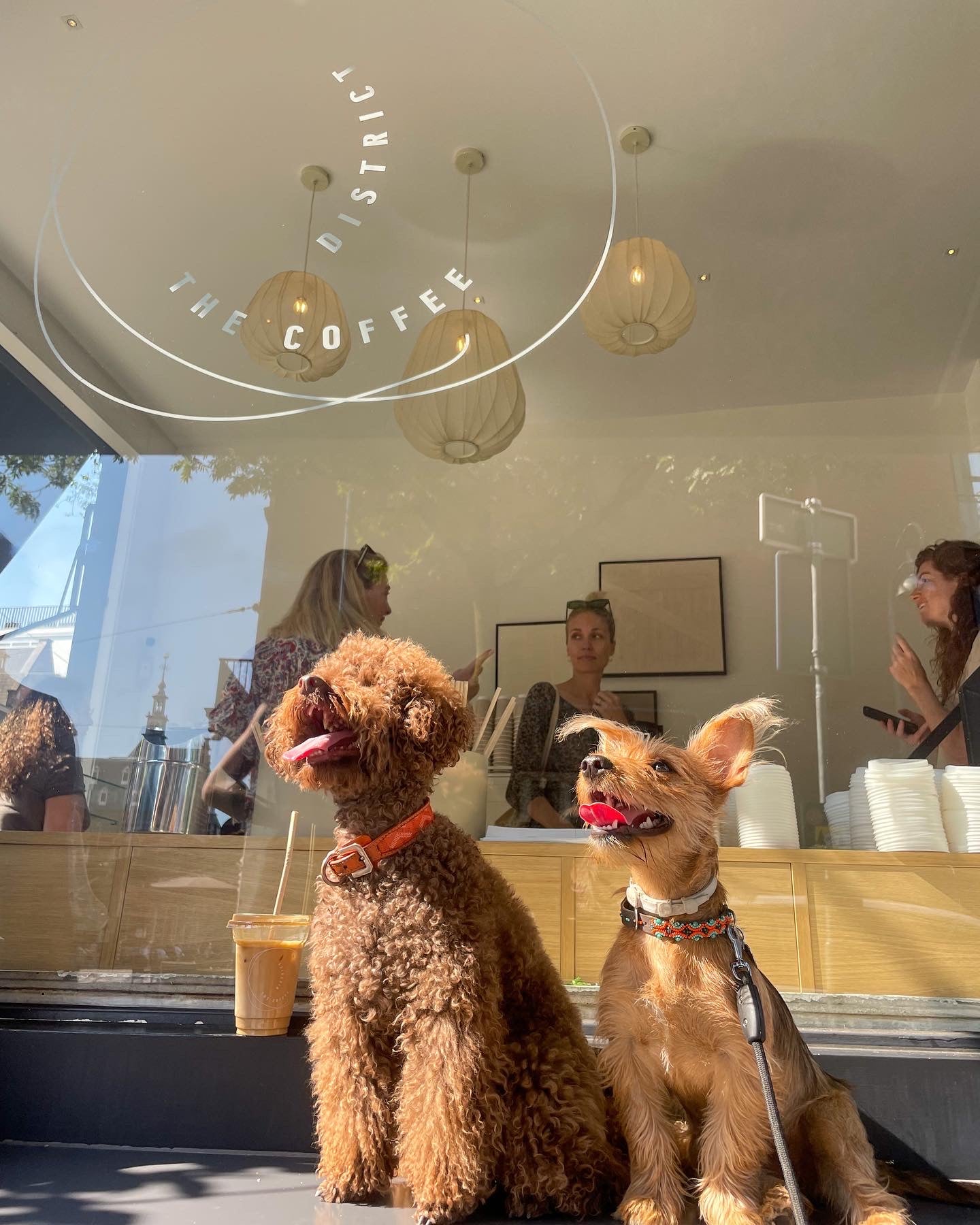 Furmey Spots: Amsterdam's best dog friendly coffee spots