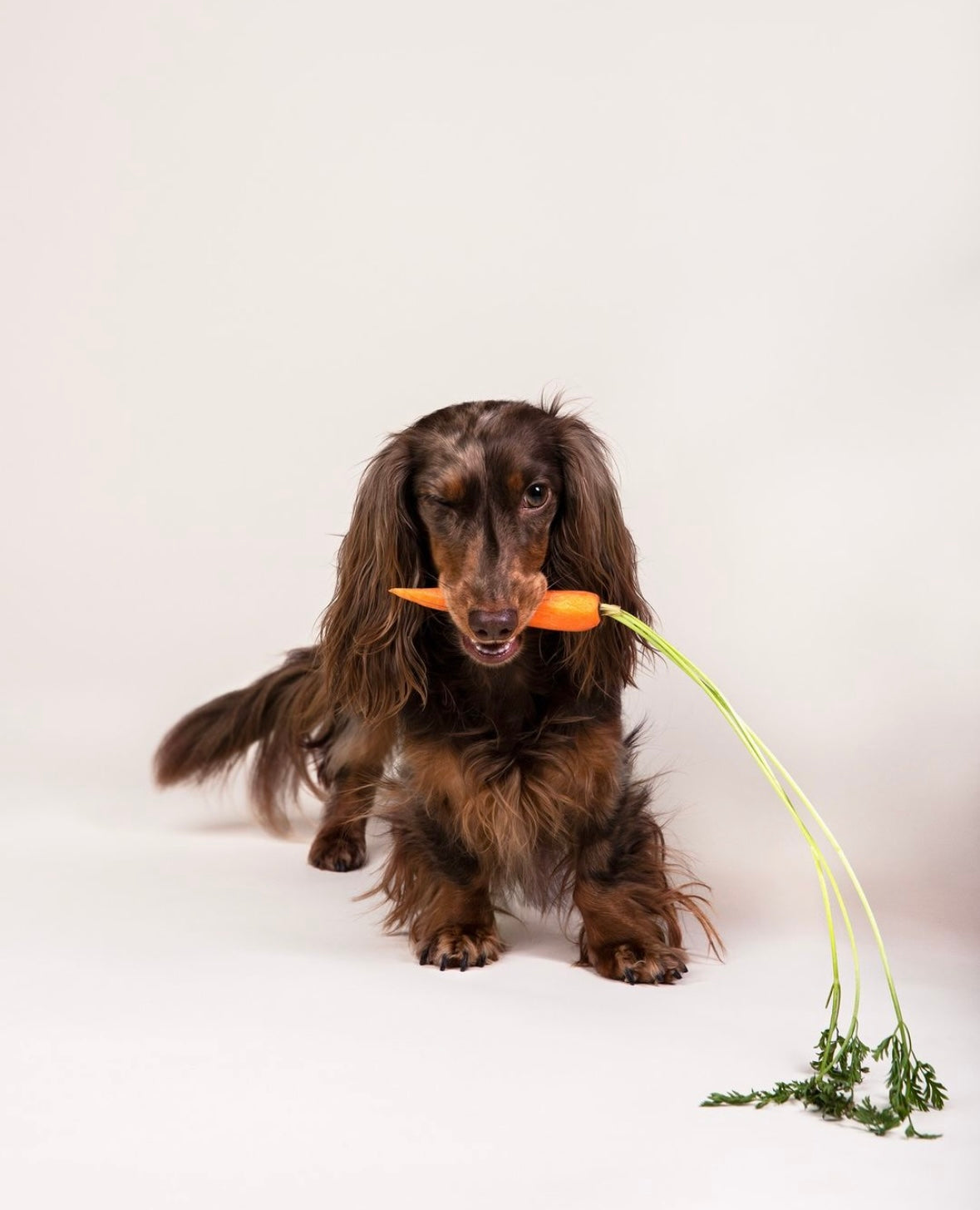 (NL) Furmey tips: Voedingstips voor een gezonde en stralende vacht bij honden