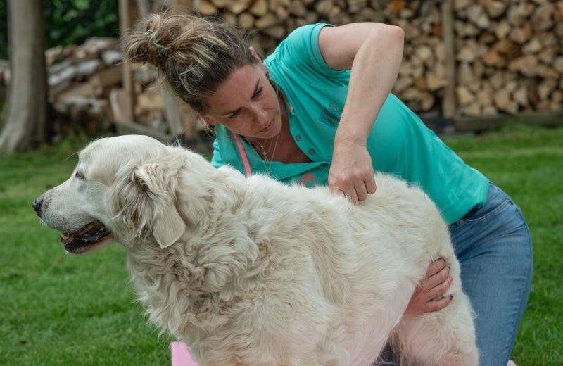 Furmey Professionals: physiotherapist, your dog might need one