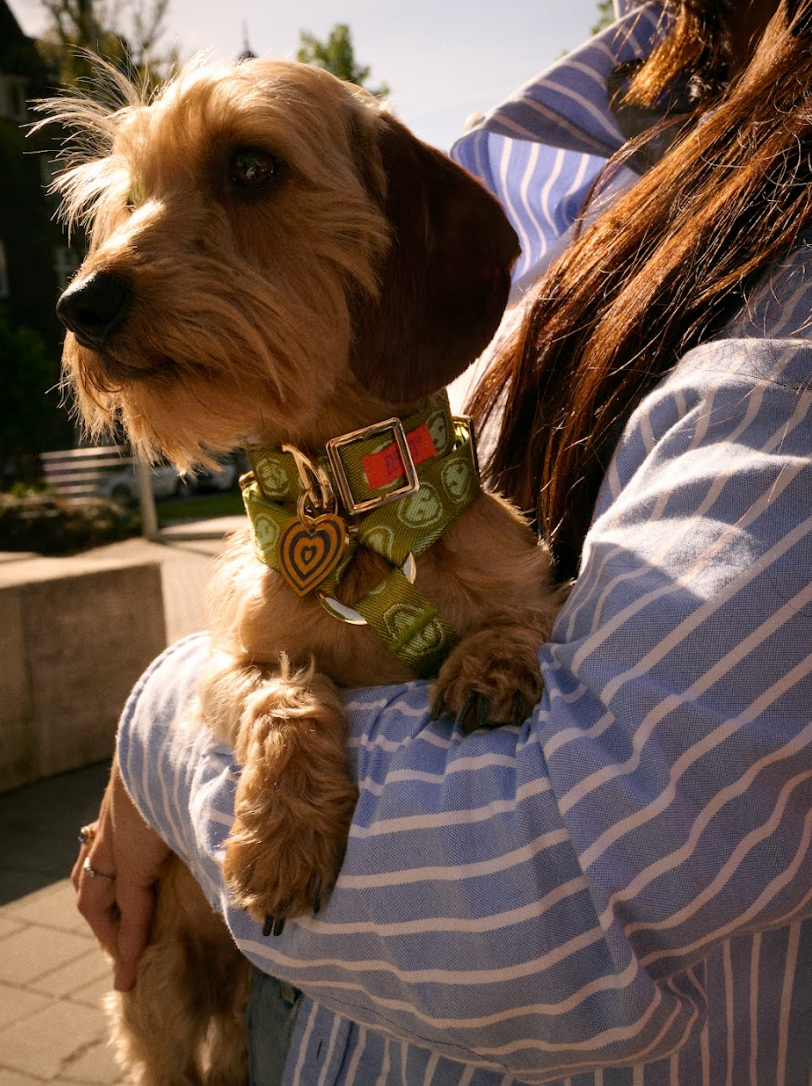 Furmey Dog Collar