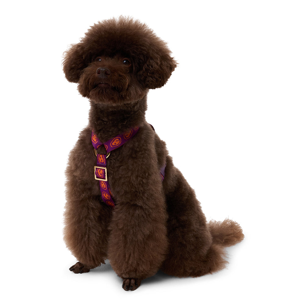 Furmey Y-Harness dogs