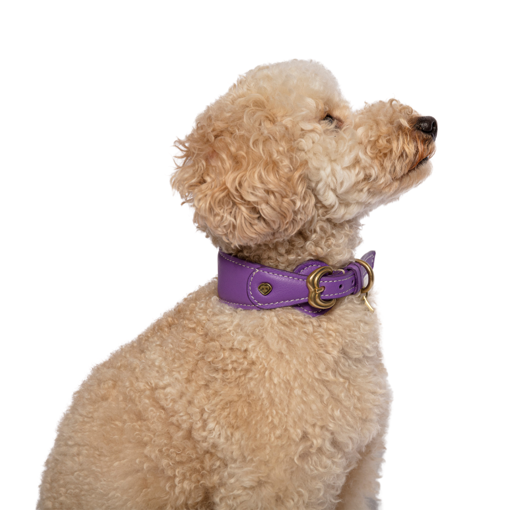 Hero dog Collar Purple