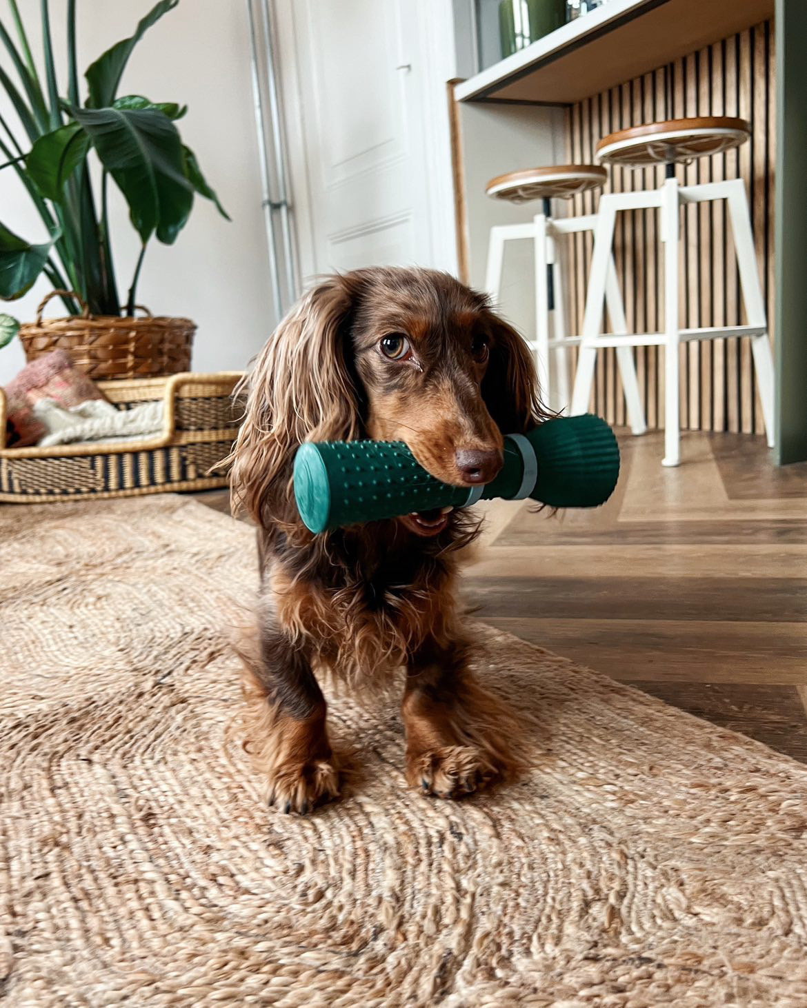 Zoomies | dog toy | Green
