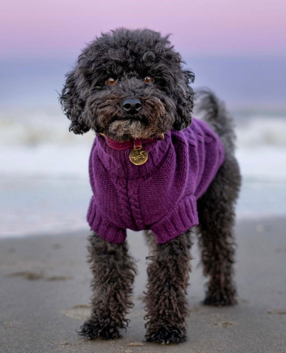 Re-Champ dog jumper purple – Furmey